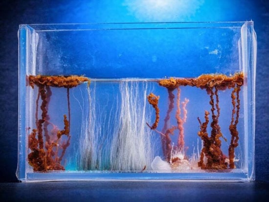 Some Chemicals can safely lower fish tank pH level