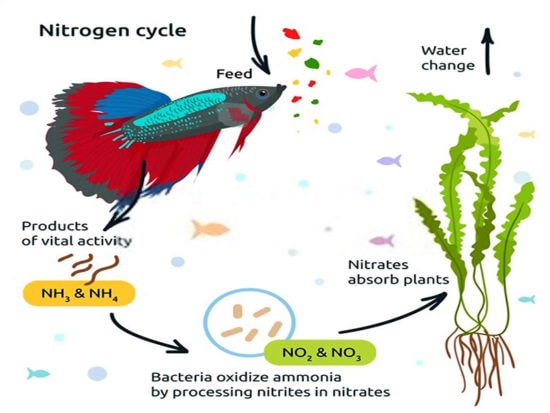 Nytrogen cycle in the aquarium