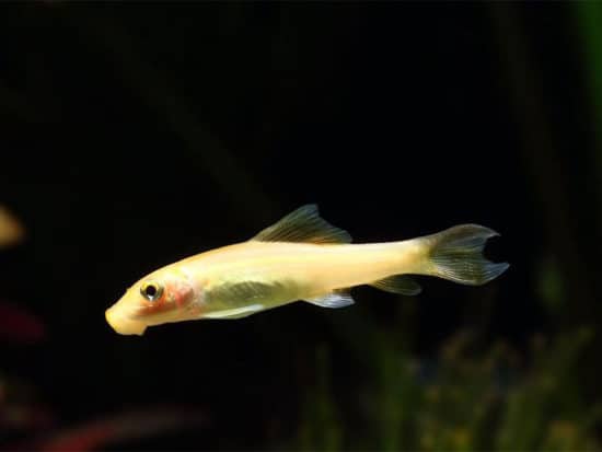 Bristlenose Pleco