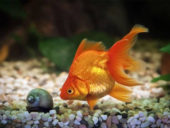 Goldfish in aquarium with green plants