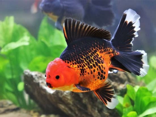 goldfish turning black may indicate a little trouble