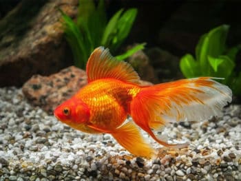 How Long Can Goldfish Go Without Food