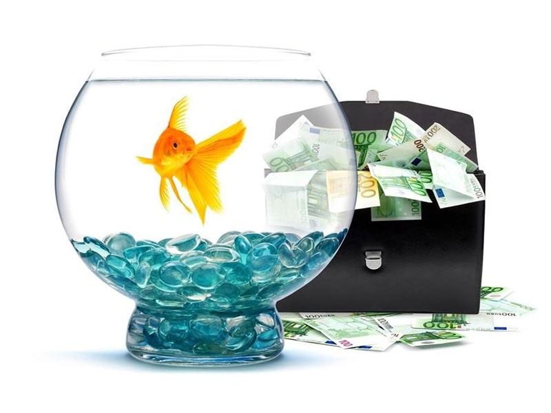 How Much Does The Aquarium Cost A Detailed Guide