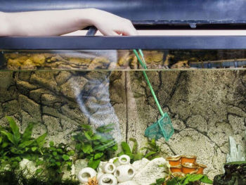 How to Clean Aquarium