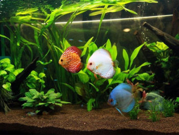 How to Cycle an Aquarium