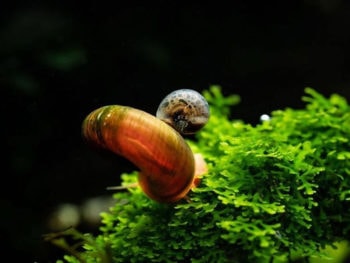 How to Get Rid of Snails in Aquarium