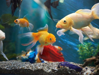 How To Soften Aquarium Water Effectively