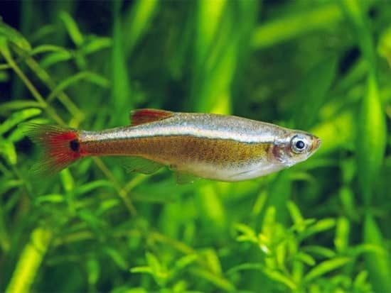 White Cloud Mountain Minnow Fish