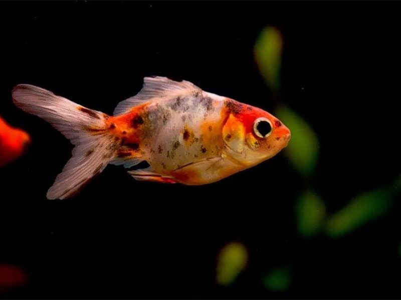 Why is My Goldfish Turning Black The Causes and Best Solutions
