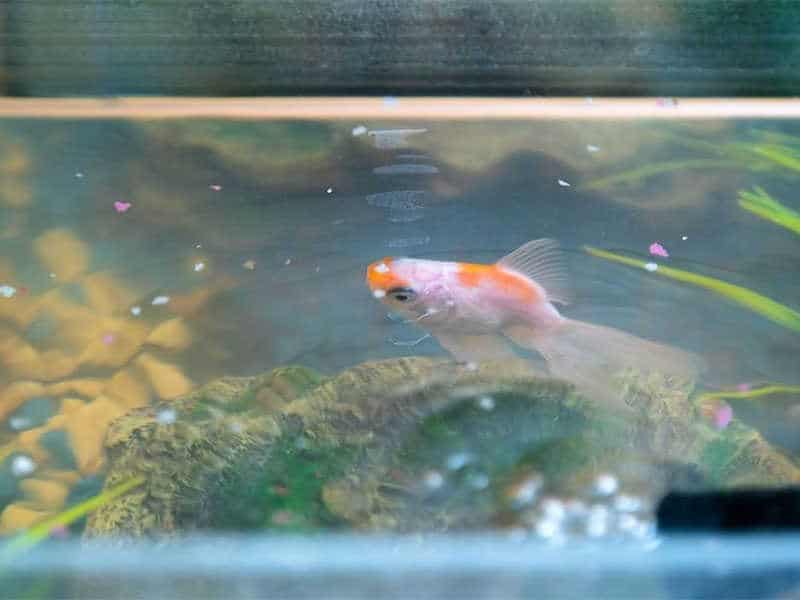 Goldfish Consume Both Animals And Plants