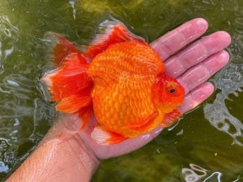 How Big Can A Goldfish Get?