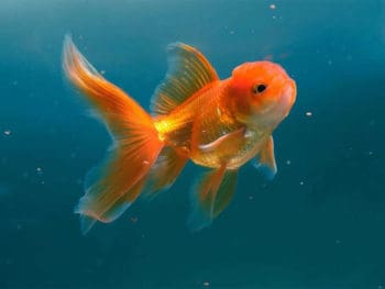 How Often to Feed Goldfish?