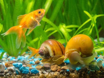 Do Goldfish Eat Snails?