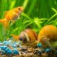 Do Goldfish Eat Snails?