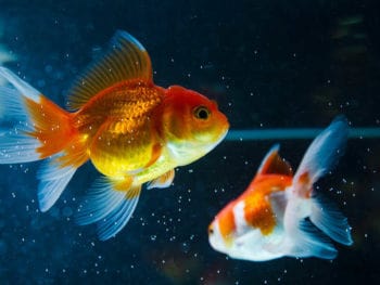 Do Goldfish Fight?