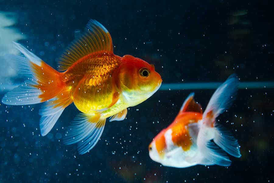Goldfish fighting deals