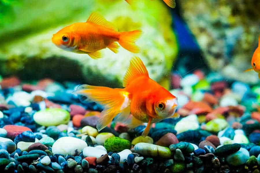 Quick Answer Do Goldfish Have Tongues? Native Fish