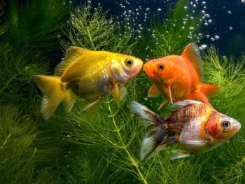 Do Goldfish Need A Big Tank?