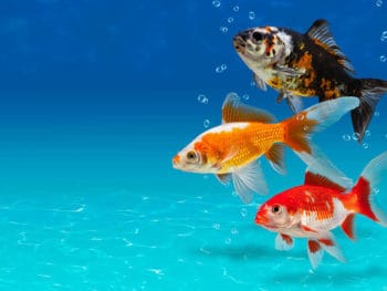 Do Goldfish Need Air Pump?