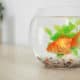 Do Goldfish Get Lonely