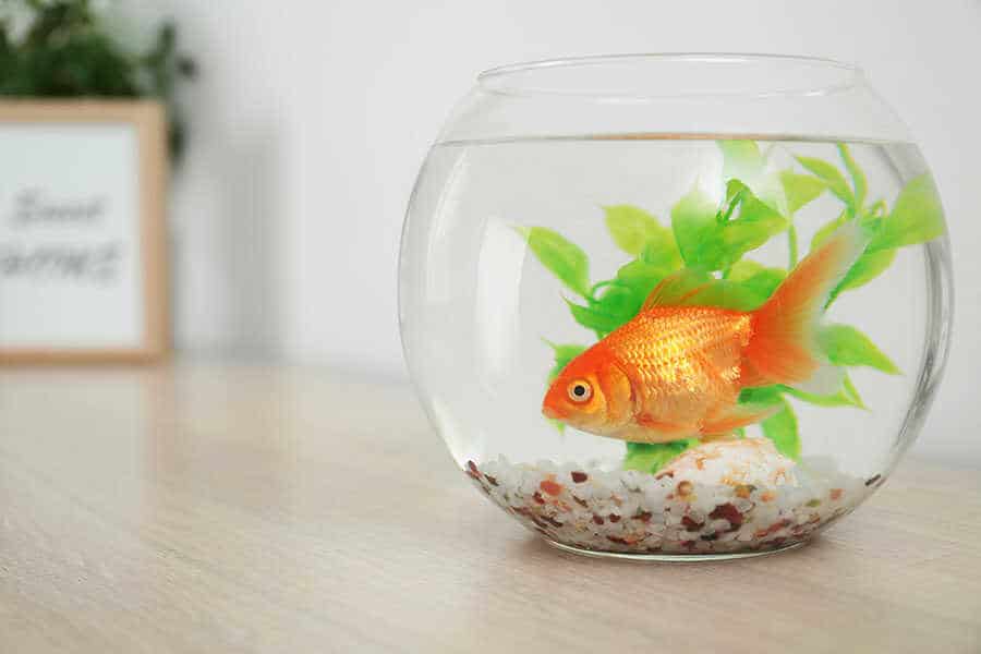 Often Asked Do Goldfish Get Lonely? Native Fish