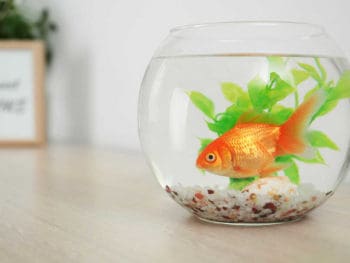 Do Goldfish Sleep?