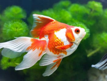 Goldfish Water Temperature: