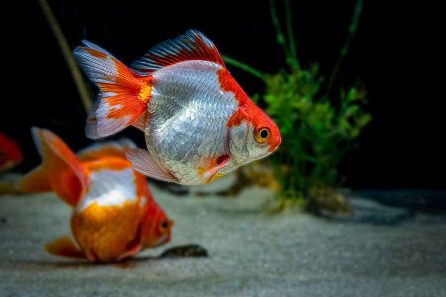 Quick Answer How Do Goldfish Mate? Native Fish