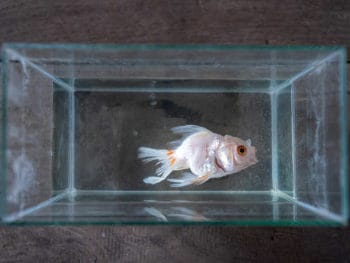 What Causes Floating Goldfish?