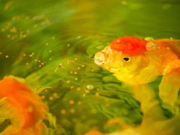 What Do Goldfish Eat?