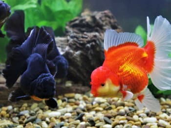 Why do Goldfish Change Color?