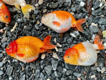 Why Do Goldfish Die?